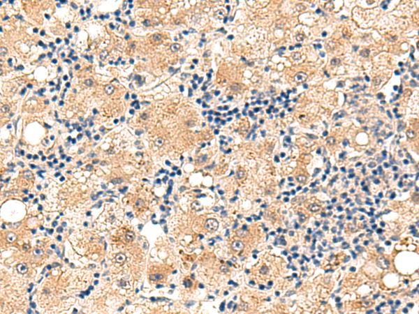 C19orf57 Antibody