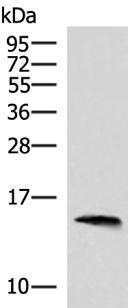 REG1B Antibody