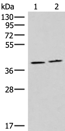 HMGCLL1 Antibody