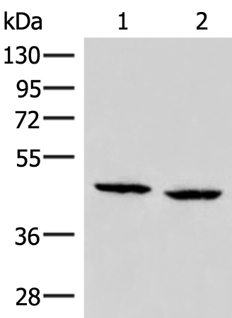 ZFYVE27 Antibody