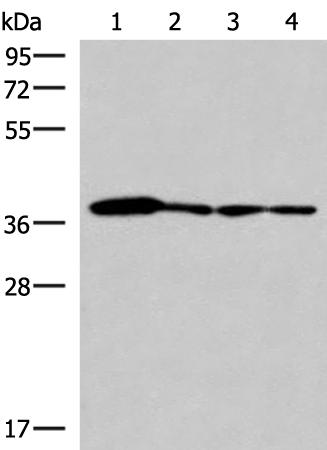 ELAC1 Antibody