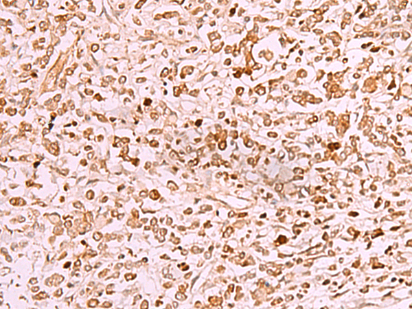 SAMSN1 Antibody