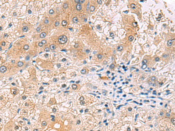 RNF13 Antibody