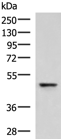 RMDN2 Antibody