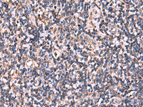 RHAG Antibody