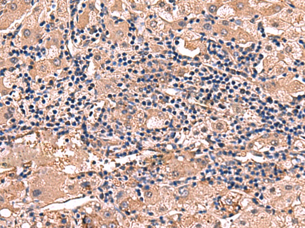 RHAG Antibody