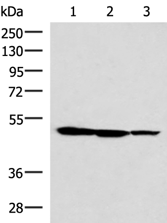 TTC38 Antibody