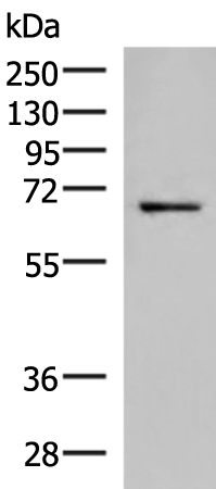 GSPT2 Antibody