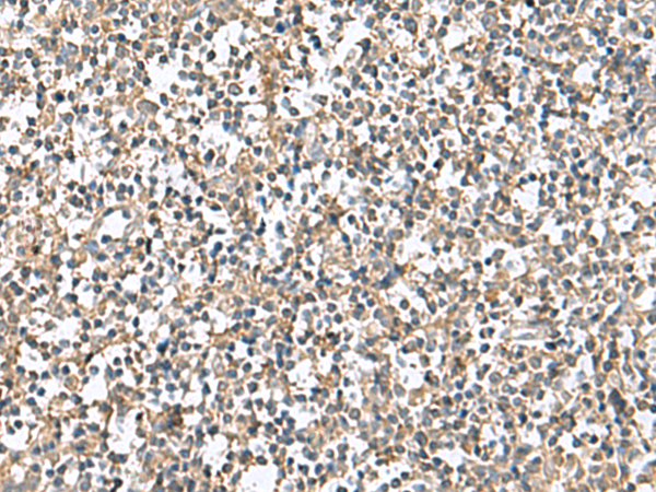 PTPRS Antibody
