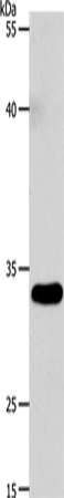 VGLL1 Antibody