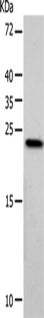 VSNL1 Antibody