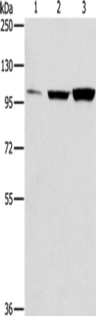 ZNF624 Antibody