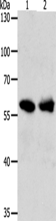 UNC5CL Antibody