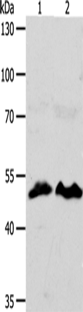 ZWILCH Antibody