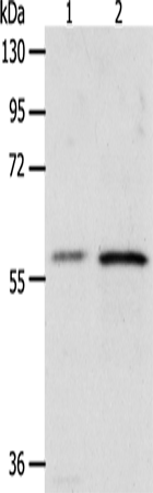 XPNPEP3 Antibody