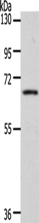 WBP11 Antibody