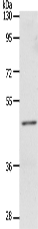 WBSCR16 Antibody