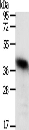WDR74 Antibody