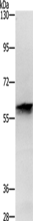 ZBTB3 Antibody