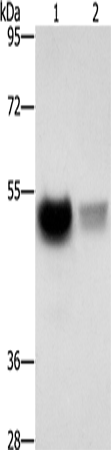 CREBZF Antibody