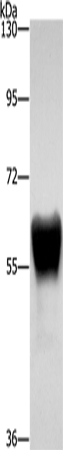 ZGPAT Antibody