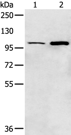 KCNB1 Antibody