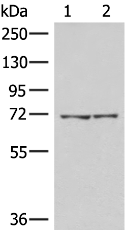 AGAP4 Antibody