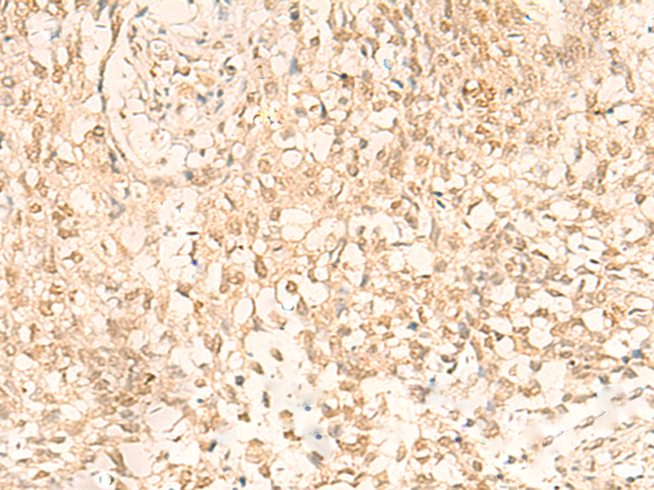 IL32 Antibody