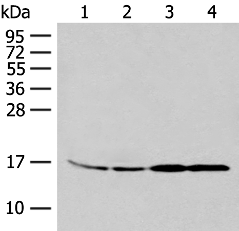 MYDGF Antibody
