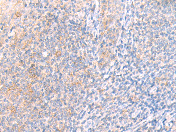 IFNL1 Antibody
