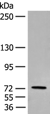 ESRP2 Antibody