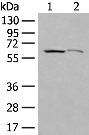 EXOSC9 Antibody