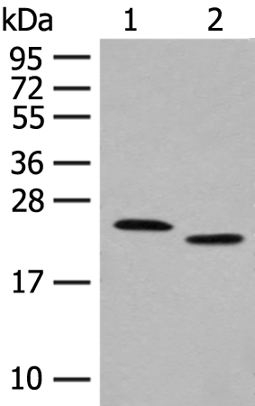 FAM213A Antibody