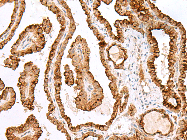 SAXO2 Antibody