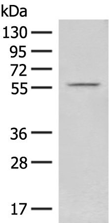 FAM155B Antibody