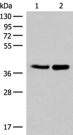 FAM84B Antibody