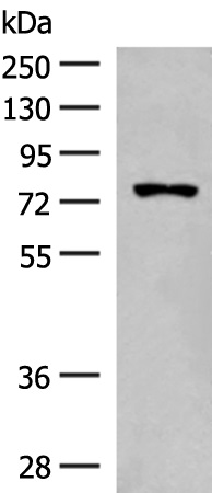 FBXL4 Antibody