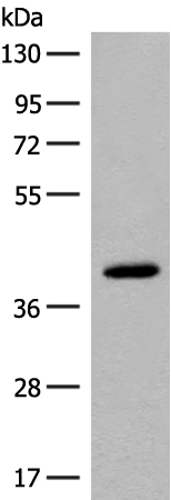 FCGRT Antibody