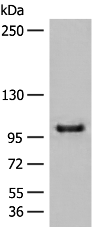 CTDP1 Antibody