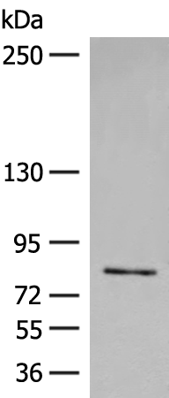 FGD3 Antibody