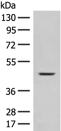 FUT10 Antibody