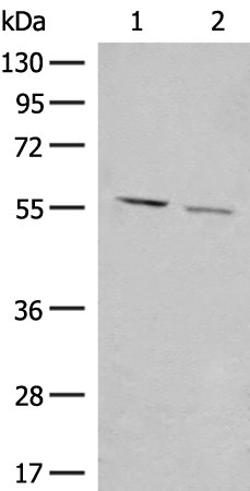 GADL1 Antibody