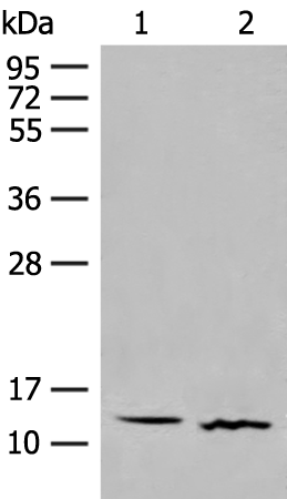 GALP Antibody