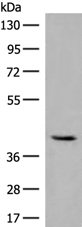 GBGT1 Antibody