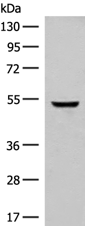 GLCCI1 Antibody