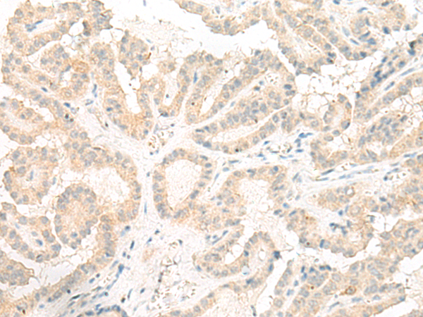 GOLGA5 Antibody