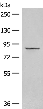 GOLGA5 Antibody