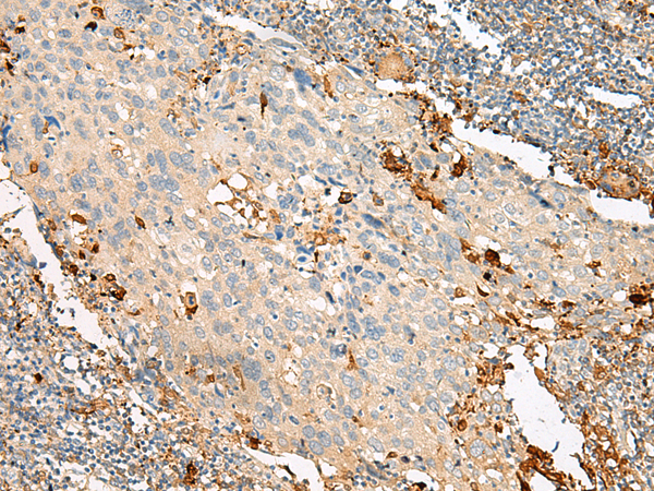 GPR132 Antibody