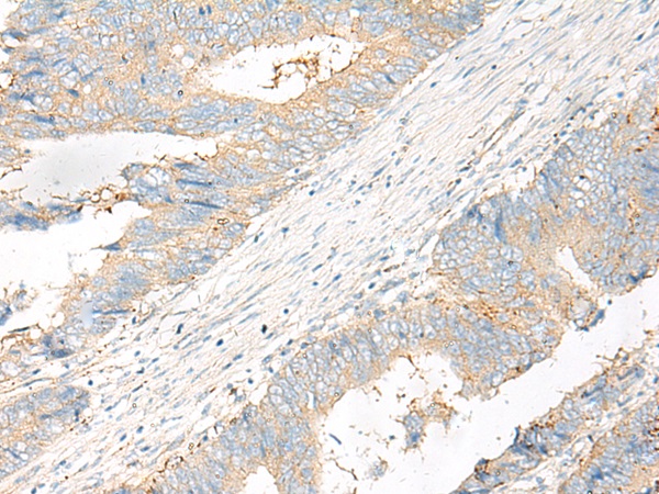 FFAR4 Antibody