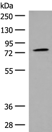 GPR149 Antibody